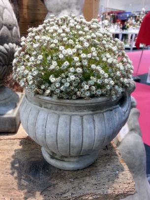 Medium Flower Pot